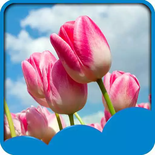 Free play online Tulips Live Wallpapers APK