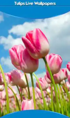 Play Tulips Live Wallpapers