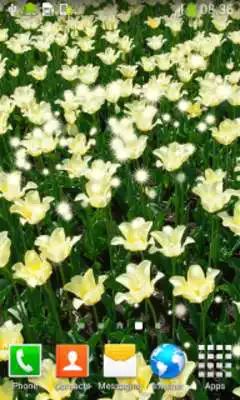 Play Tulips Live Wallpapers