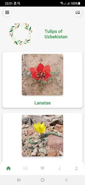 Play Tulips of Uzbekistan  and enjoy Tulips of Uzbekistan with UptoPlay