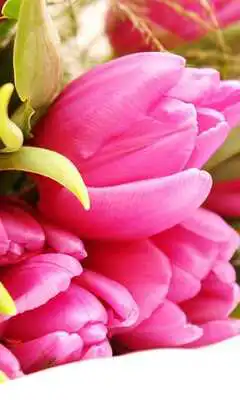 Play Tulips Pink and Red Play Tulips Pink and Red