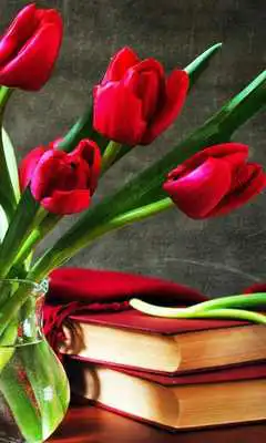 Play Tulips Pink and Red Play Tulips Pink and Red