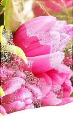 Play Tulips Pink and Red Play Tulips Pink and Red