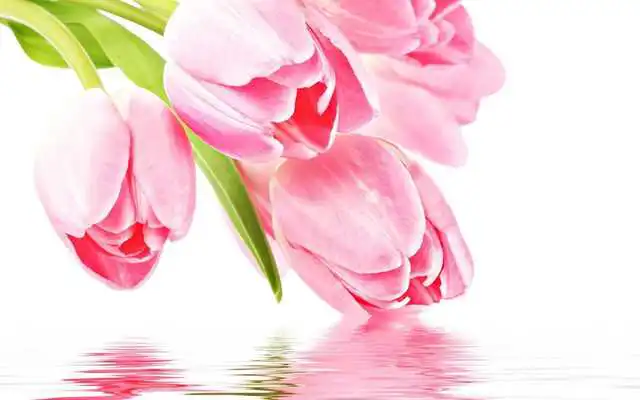 Play Tulips Pink and Red Play Tulips Pink and Red