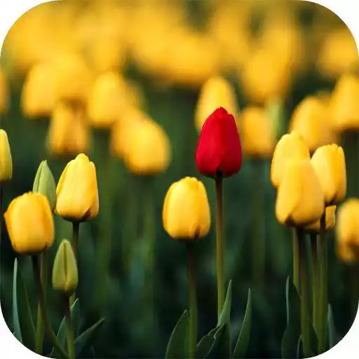 Free play online Tulips Video Live Wallpaper APK Free play online Tulips Video Live Wallpaper APK