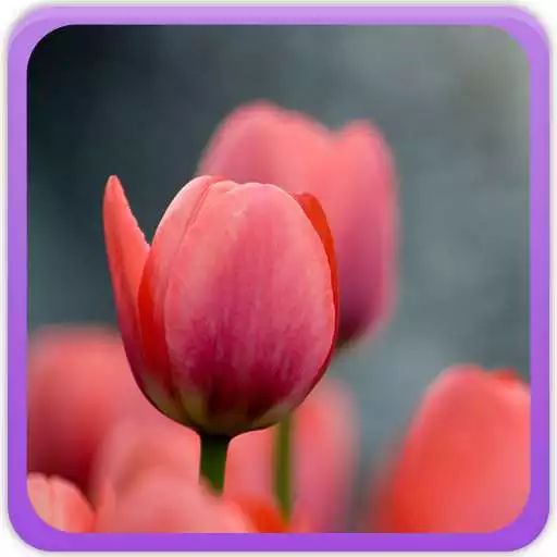 Play Tulips Wallpaper Gallery APK Play Tulips Wallpaper Gallery APK