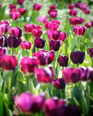 Play Tulips Wallpaper