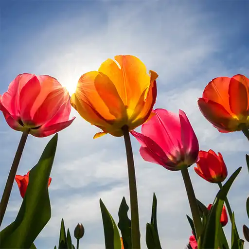 Play Tulips Wallpapers APK