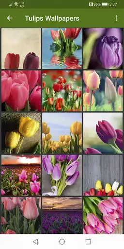 Play Tulips Wallpapers