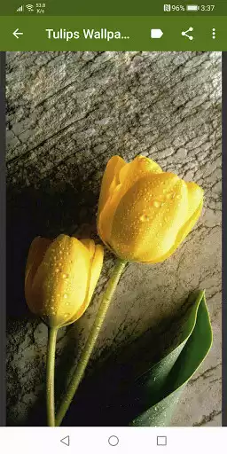 Play Tulips Wallpapers