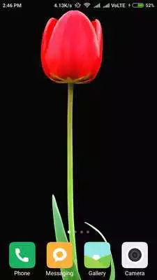 Play Tulips Wallpapers