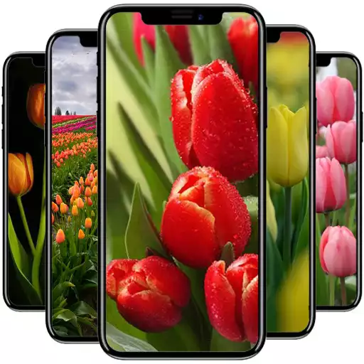 Play Tulip Wallpaper APK Play Tulip Wallpaper APK