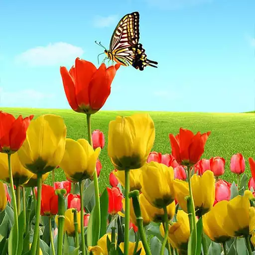 Play Tulip Wallpapers APK Play Tulip Wallpapers APK