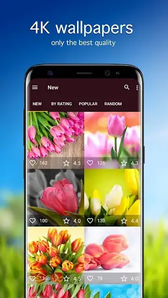 Play Tulip Wallpapers PRO  and enjoy Tulip Wallpapers PRO with UptoPlay