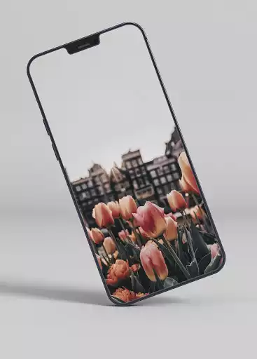 Play Tulip Wallpapers  and enjoy Tulip Wallpapers with UptoPlay