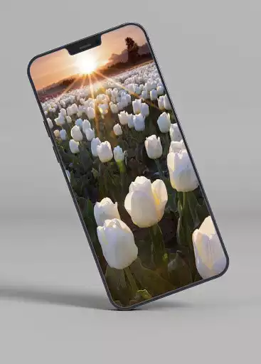 Play Tulip Wallpapers as an online game Tulip Wallpapers with UptoPlay