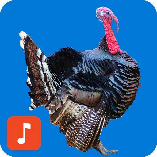 Play Turkey bird calls APK Play Turkey bird calls APK