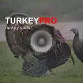 Free play online Turkey Calls - Turkey Sounds APK