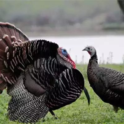 Play Turkey Calls - Turkey Sounds