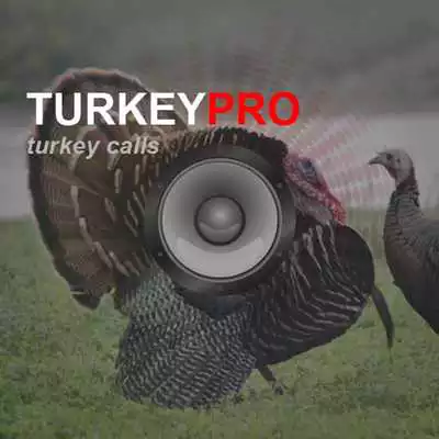 Play Turkey Calls - Turkey Sounds
