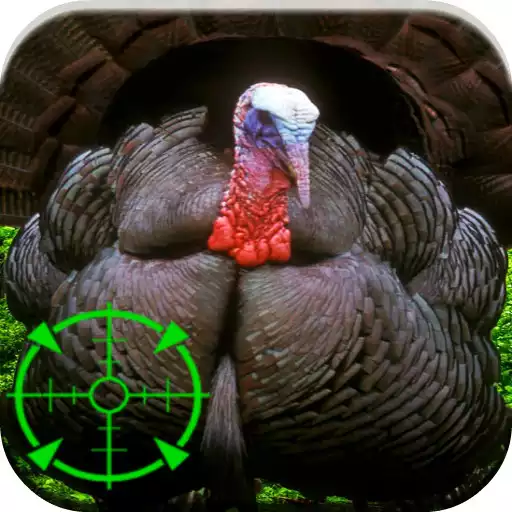 Play Turkey hunting calls APK