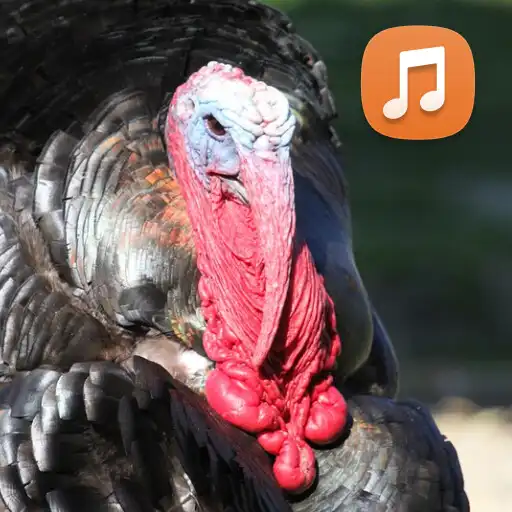 Play Turkey Sounds HD APK Play Turkey Sounds HD APK