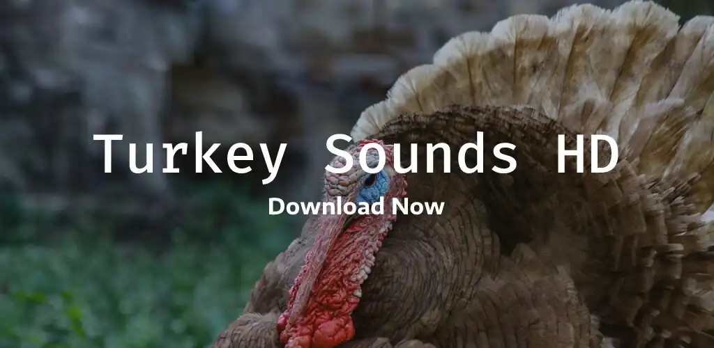 Play Turkey Sounds HD  and enjoy Turkey Sounds HD with UptoPlay