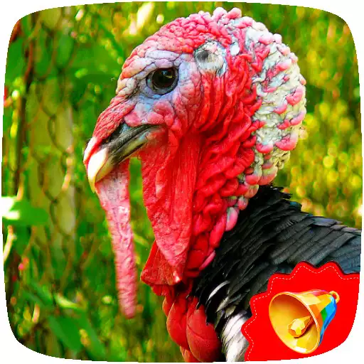 Play Turkey Sounds APK Play Turkey Sounds APK