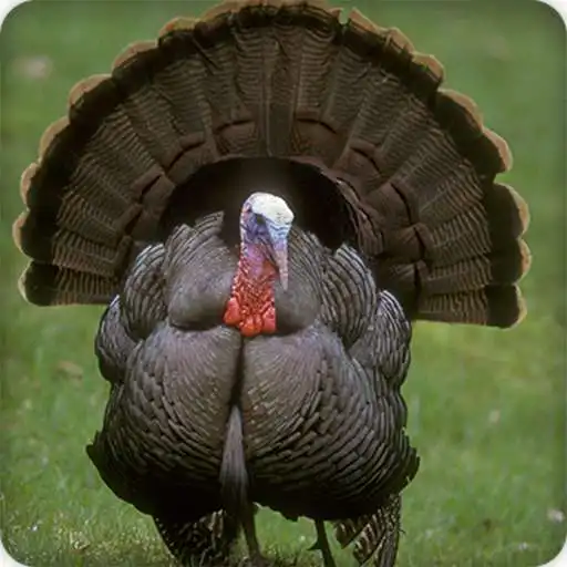 Run free android online Turkey Sounds Ringtone APK