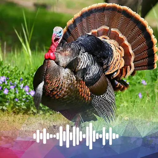 Play Turkey sounds Ringtones APK
