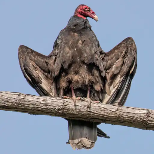 Play Turkey Vulture APK Play Turkey Vulture APK