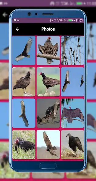 Play Turkey Vulture  and enjoy Turkey Vulture with UptoPlay