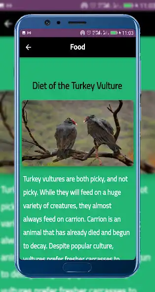Play Turkey Vulture as an online game Turkey Vulture with UptoPlay