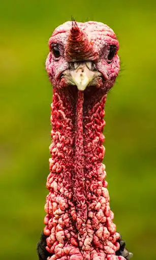 Play Turkey Wallpaper  and enjoy Turkey Wallpaper with UptoPlay