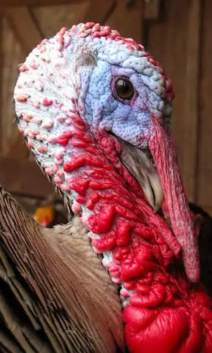 Play Turkey Wallpaper as an online game Turkey Wallpaper with UptoPlay