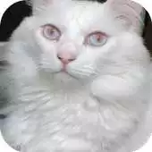 Free play online Turkish Angora Cats Wallpapers APK Free play online Turkish Angora Cats Wallpapers APK