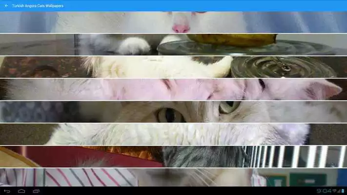 Play Turkish Angora Cats Wallpapers