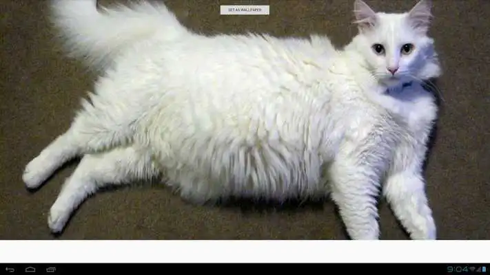 Play Turkish Angora Cats Wallpapers