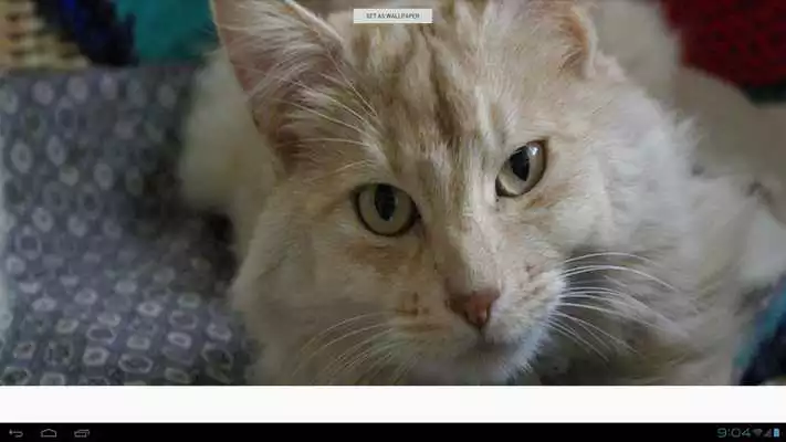 Play Turkish Angora Cats Wallpapers