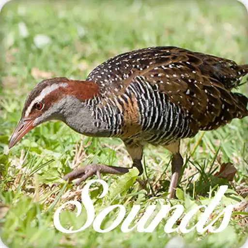Play Turnicidae Bird Song Sounds and Ringtone Audio APK