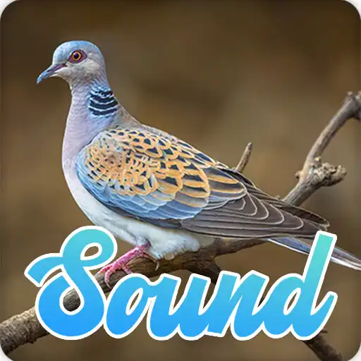 Play Turtle Dove Bird Sounds Effect APK