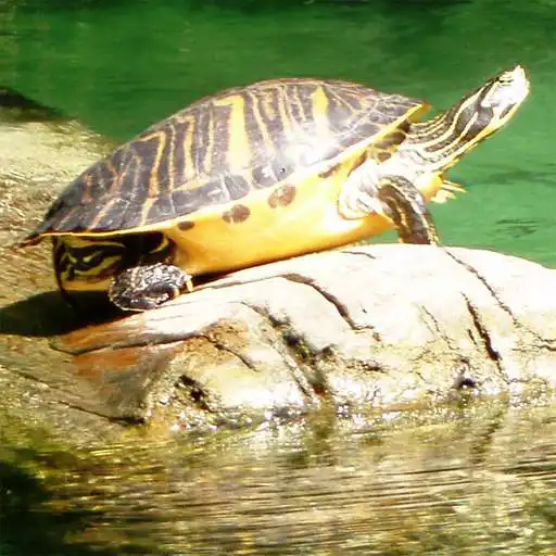 Play Turtles Jigsaw Puzzles APK