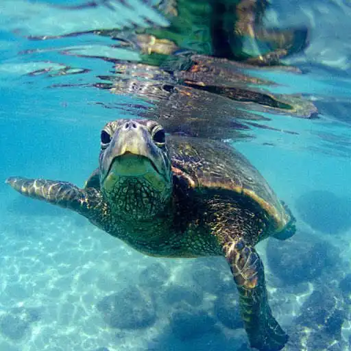Play Turtles Jigsaw Puzzles as an online game Turtles Jigsaw Puzzles with UptoPlay