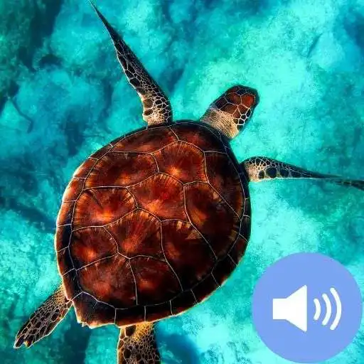 Play Turtle Sounds and Wallpapers APK