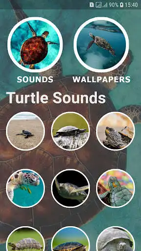 Play Turtle Sounds and Wallpapers as an online game online Turtle Sounds and Wallpapers with UptoPlay com.postudia.turtlesounds Play Turtle Sounds and Wallpapers as an online game Turtle Sounds and Wallpapers with UptoPlay