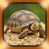 Free play online Turtles Photos and Videos APK Free play online Turtles Photos and Videos APK