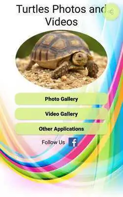 Play Turtles Photos and Videos
