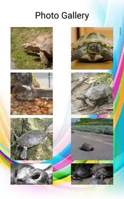 Play Turtles Photos and Videos