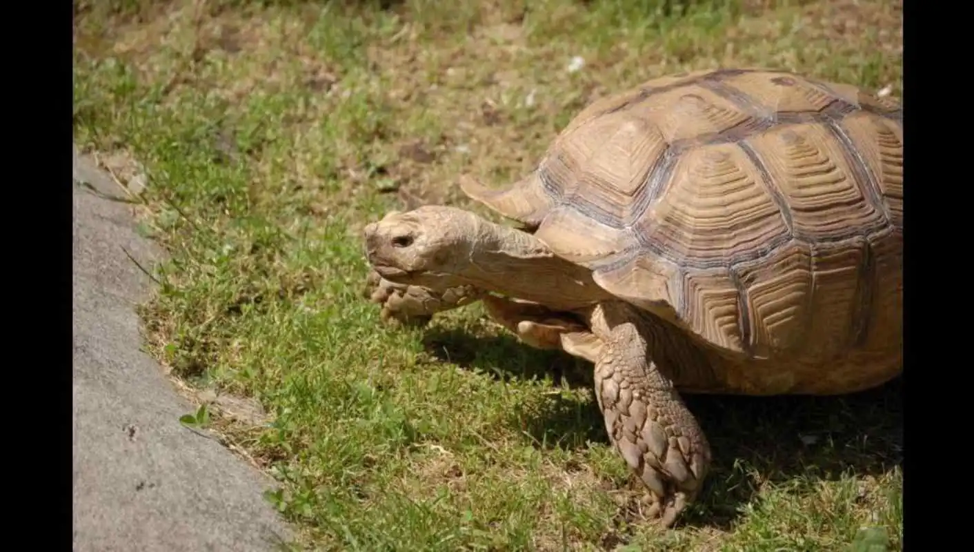 Play Turtles Photos and Videos