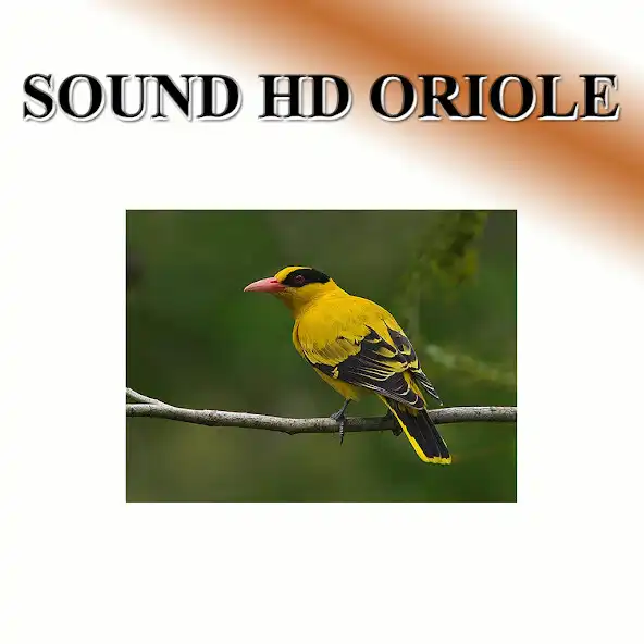 Play Turtles sound to birds.  and enjoy Turtles sound to birds. with UptoPlay